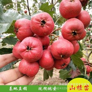 Hawthorn Sapling Grafted Seedling Extra Large Hawthorn Fruiting Pure Sweet Potted Fruit Sapling Planted in the North and South Courtyard