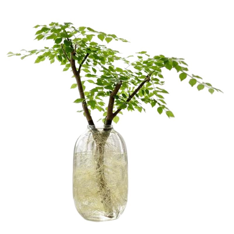 Oficina de plantas hidropónicas de Ligustrum leaflet verde sala de estar flores viejas estacas modelado de alto nivel cuatro estaciones buenas para atraer riqueza