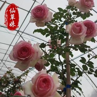 Vine European Rose Flower Rose Flower Vine Rose Climbing Plant Rose Balcony Potted Flower Blooming in All Seasons