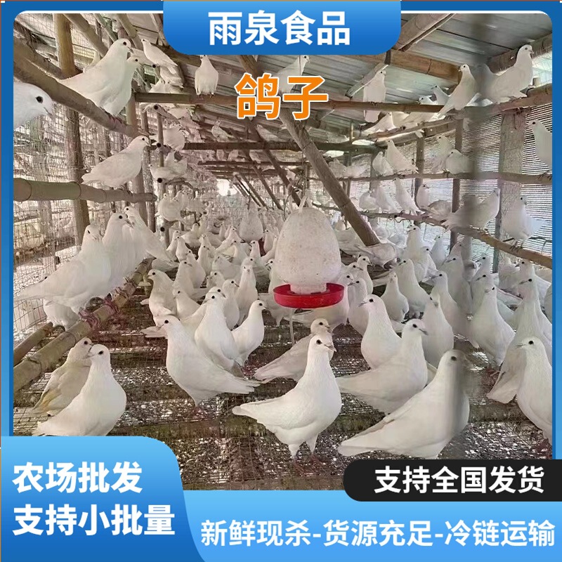 Freshly Slaughtered Pigeons and Young Pigeons from Breeding Base, Pigeons Available for Wholesale Use Freshly Slaughtered Pigeons and Young Pigeons from Breeding Base, Pigeons Available for Wholesale Use
