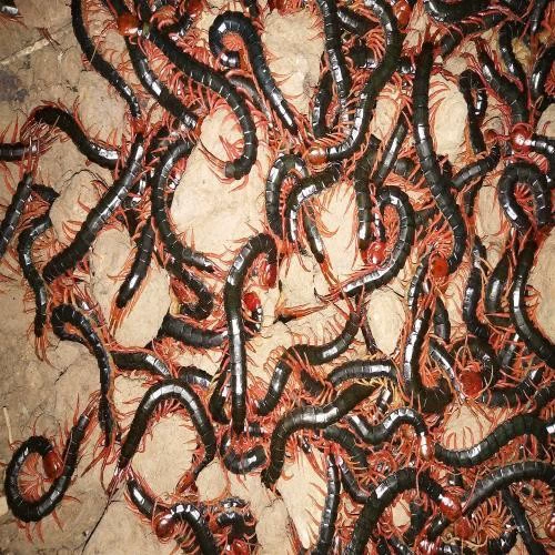 Корм для волос Arowana, живой черепаха, красная черепаха для ног, 50 шт., бесплатная доставка с пинцетом, аророванный корм, укрепляет цвет и улучшает вино