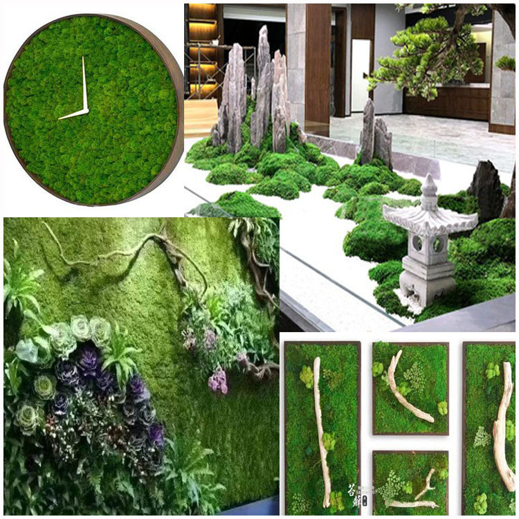 Musgo eterno planta pared cola curvada bloque de musgo vegetación musgo flor seca césped piel pluma grande musgo gris grande flor eterna musgo