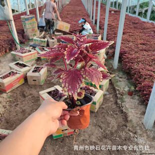 ������~��������������l���ݻ�����ľ���زݻ������tɫ������~