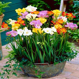 Four-Season Perennial Freesia and Alyssum Bulbs Are Easy to Live Potted Balcony Indoor and Outdoor Flower Cold-Resistant Plant Seeds