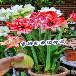 ��피tϞ���ذ�N���M��Ϟ��o��ˮ���B�o���˺��B������Y���辰