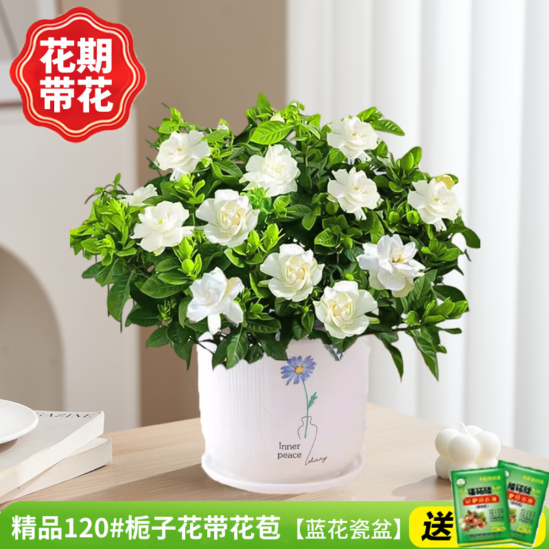 부티크 120#치자나무 개화기(청화화분)에 영양액을 공급