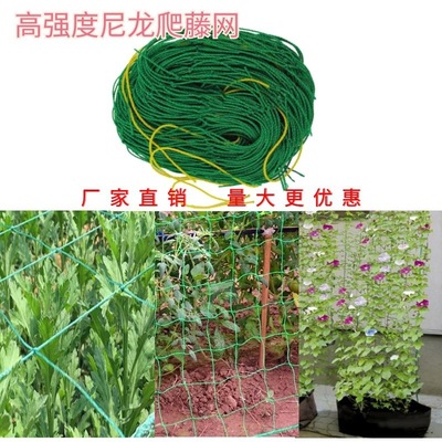 Botany Climbing green gardening Lattice cucumber Diaogua Climbing Bracket Chrysanthemum Wind Lodging