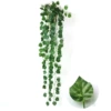 Grape leaves