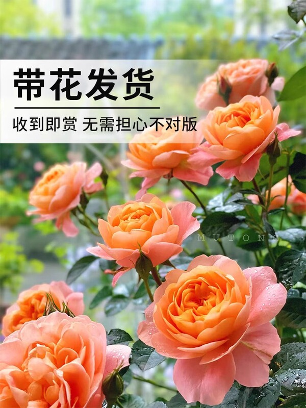Juice Balcony Rose Seedlings Potted with Buds Flower Plants Extra Large Flower Rose Saplings Flowers Balcony Wholesale Juice Balcony Rose Seedlings Potted with Buds Flower Plants Extra Large Flower Rose Saplings Flowers Balcony Wholesale