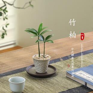 Bamboo and Cypress Potted Indoor Living Room Easy-To-Grow Flowers and Green Plants Office Desktop Four-Season Evergreen Plant Ornaments Bonsai