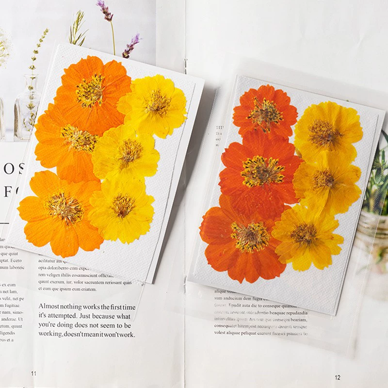 Сернистая Хризантема Сушеный Цветок тисненая Закладка клей капающие ювелирные изделия цветочный материал настоящий цветок образец растения DIY материал сумка лепестки лица