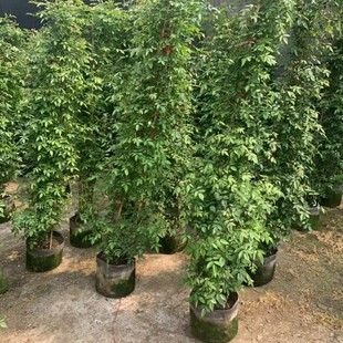 2202 base wholesale vine rose mahogany yellow and white woody 1-2 meters high potted flower stand greening