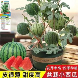 ���ϷN�������۷�С���ϷN��2K�o�����ϷN�߮a�ϱ����ļ��������