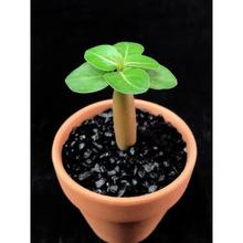 沙漠玫瑰猴面包树宽叶实生籽播四季开花大花美花丽花一年小苗