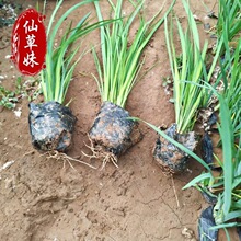 马兰花苗草本地栽马兰花草蓝花马莲花宿根多年生耐盐碱地湿地植物