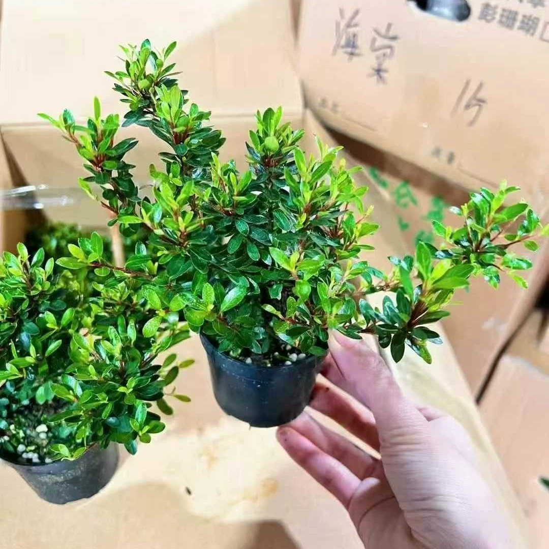 Азалия ранняя женская маленькая азалия восьмикамерная принцесса сиреневый горшок материал для дома легкий в уходе лиственное растение морозостойкое