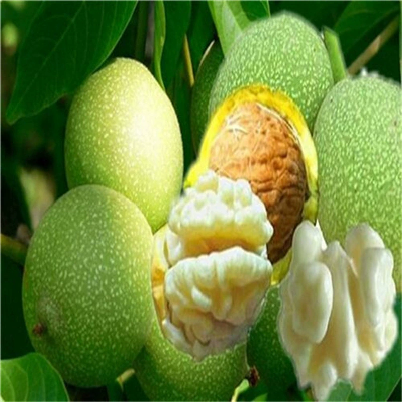 Новый сорт рассады грецкого ореха Американский Bigroot плоды рассады привитые грецкого ореха результаты рассады года