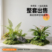 仿真造景绿色蕨类植物高档装饰室内庭院景观氛围感摆件小型假绿植