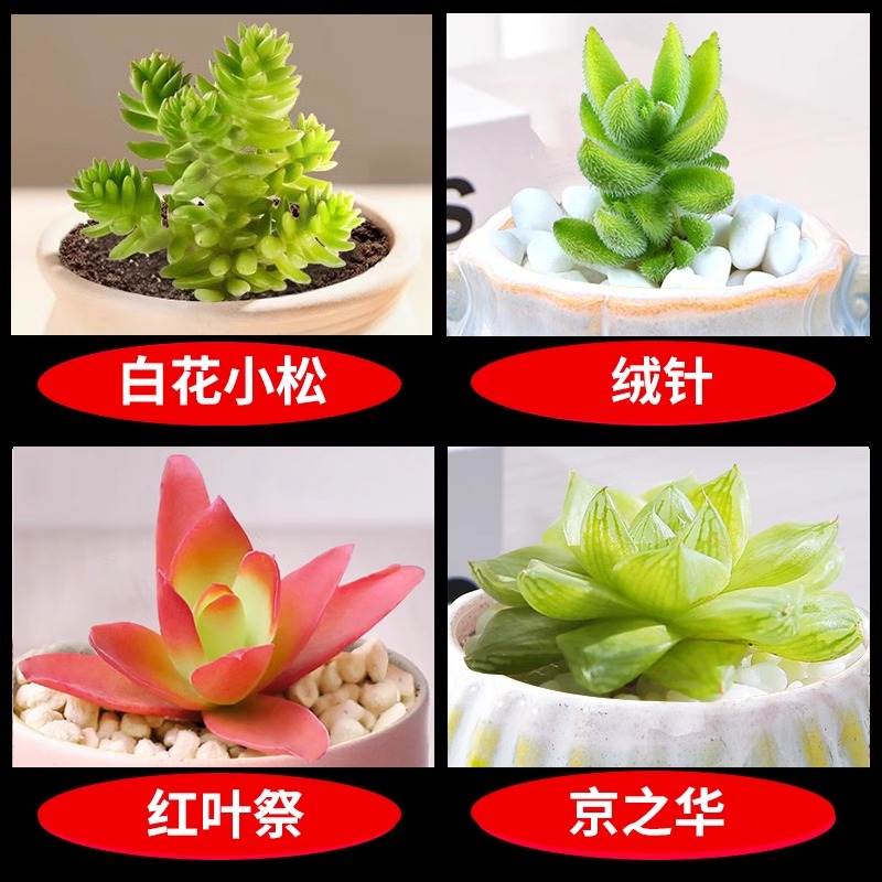 흰꽃소송 + 벨벳바늘 + 붉은잎축제 + 징지화