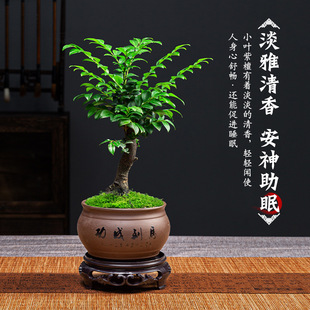 С�~��̴�辰�Gֲ�����҃��k�������滨�ܘ���ֲ���Ϙ��ļ����B��