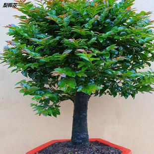 С�~��̴�辰�䘶�҃ȿ͏d�̨���������Ϙ��Gֲ�ļ�����