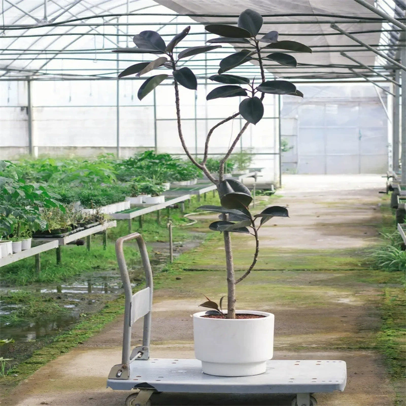 Черное Золотое каучуковое дерево гостиная большой горшок Крытый большой зеленый посадка четыре сезона офис балкон завод