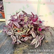 ���~����÷���m�Gֲ ���Ի��� �����҃�����͏dС�������_�m���m