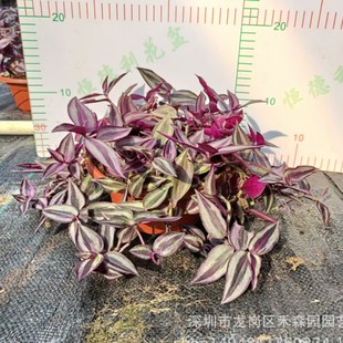 ���~����÷���m�Gֲ ���Ի��� �����҃�����͏dС�������_�m���m