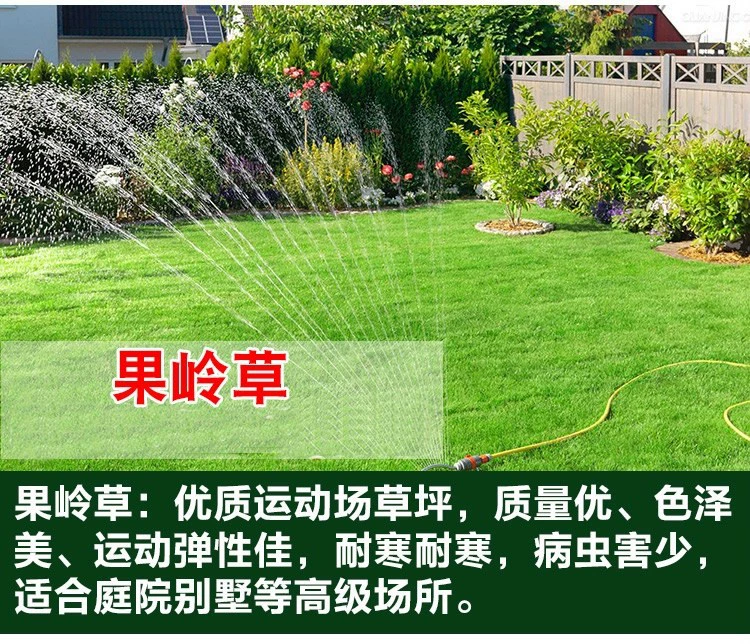 Инженерный двор Озеленение почвы реальный газон четыре сезона трава ролл Фруктовый хребет трава Тайвань трава Манила пояс оптом