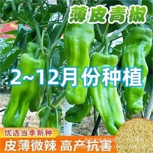 ��Ƥ���N�Ӱ�Ƥ�����N�ӳ��콷�N��ԭ�b�ļ��߲˷N�Ӵ�ȫ���l���l