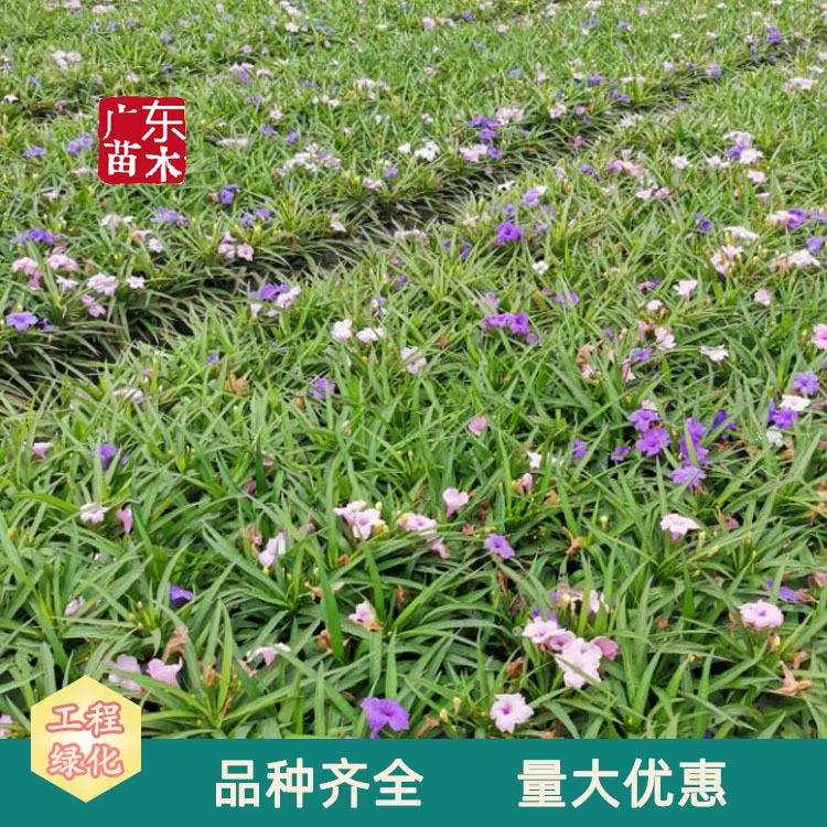 Карлик Cuiluli Голубой Цветок Трава Сад дорожный проект 2.50кг-3.50кг небольшой мешок рассады база оптовая цитата проекта