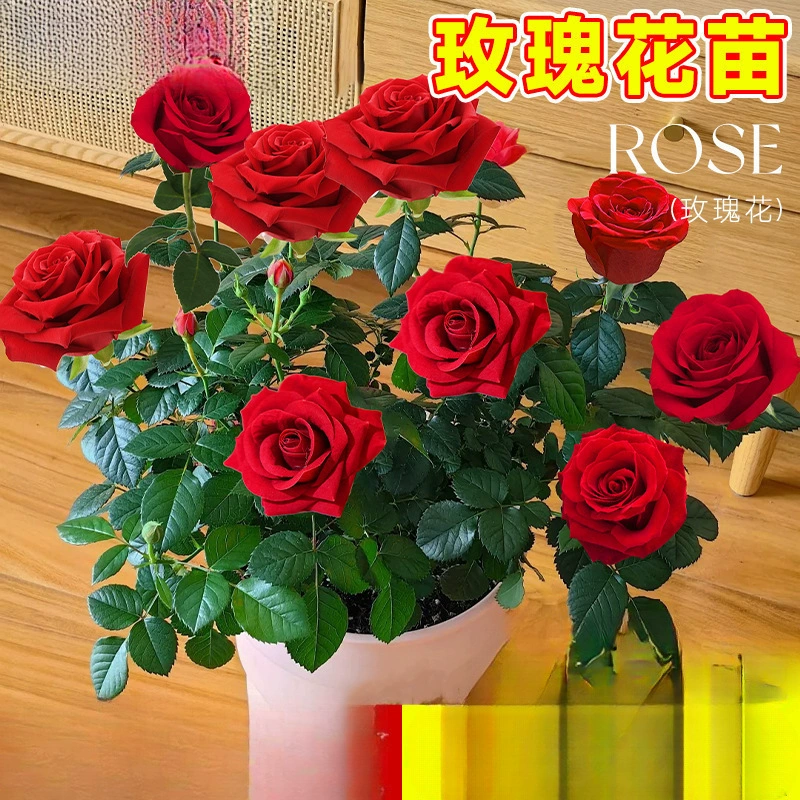 Розовые саженцы, очень большие цветы с бутонами, цветы и зеленые растения, комнатные и уличные балконные розы в горшках, цветущие в любое время года.