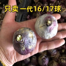 风信子种球水培土培种球耐寒红粉白蓝紫颜色齐全家庭室内阳台种植