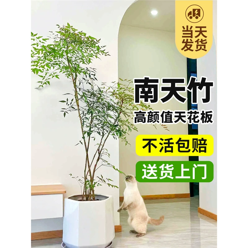 Нантянский бамбуковый грунт для выращивания в помещении и на открытом воздухе, гостиная, двор, горшок с пламенем, большой саженец, ландшафтный дизайн, настоящее зеленое растение, старый пень, голубое небо, бамбук