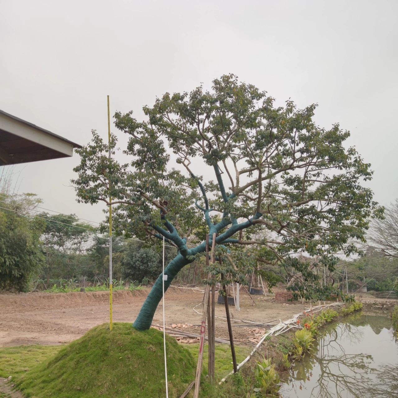 2201 база поставляет высококачественный наклонный железный падуб 28-30 см