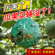 大果实蝇球诱蝇球诱捕器粘虫球柑橘针蜂黄色绿色蚊虫球陷阱捕虫器