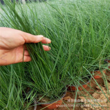 ��β����������ֱ�N ���؃r�� �A���^�p�ݻ��������~��β��Ѩ����