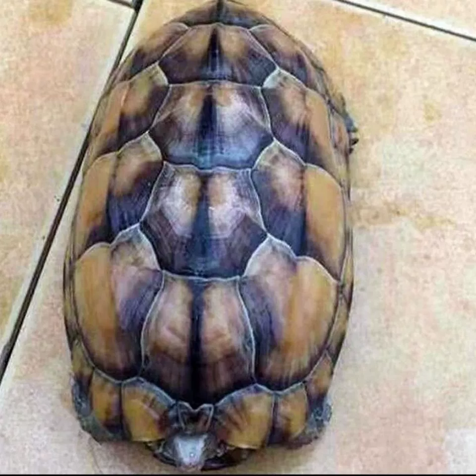 []