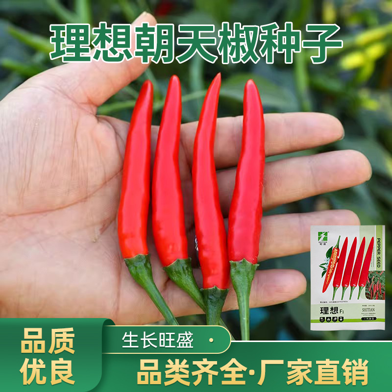 理想种子种籽辣椒苗辣小米椒树春季四季盆栽菜苗孑秧苗