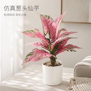 ������~���辰36cm�҃��bGֲ�����k���������[������ֲ���쾰
