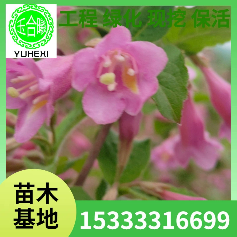 Жимолость на все времена года, жимолость с красными цветками, жимолость с розовыми цветками, жимолость красный принц, кустарник, кустарник.