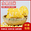 fruit wholesale Yunnan Fruit Corn fresh FCL 9 Sweet corn Waxy corn cob fruit Corn