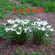 葱兰花苗风雨兰韭菜兰葱莲种球庭院绿化花卉工程苗多年生观花植物