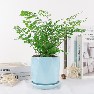 ާ�ֲ���F��ާ���������βާ�B��ާ�F�z���ļ������҃�ϲ�ֲ��