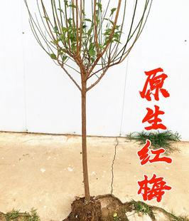 Dropshipping Red Plum Sapling Potted Old Pile Fragrant Native High Pole Red Plum Courtyard Cold-Resistant Winter Blooming