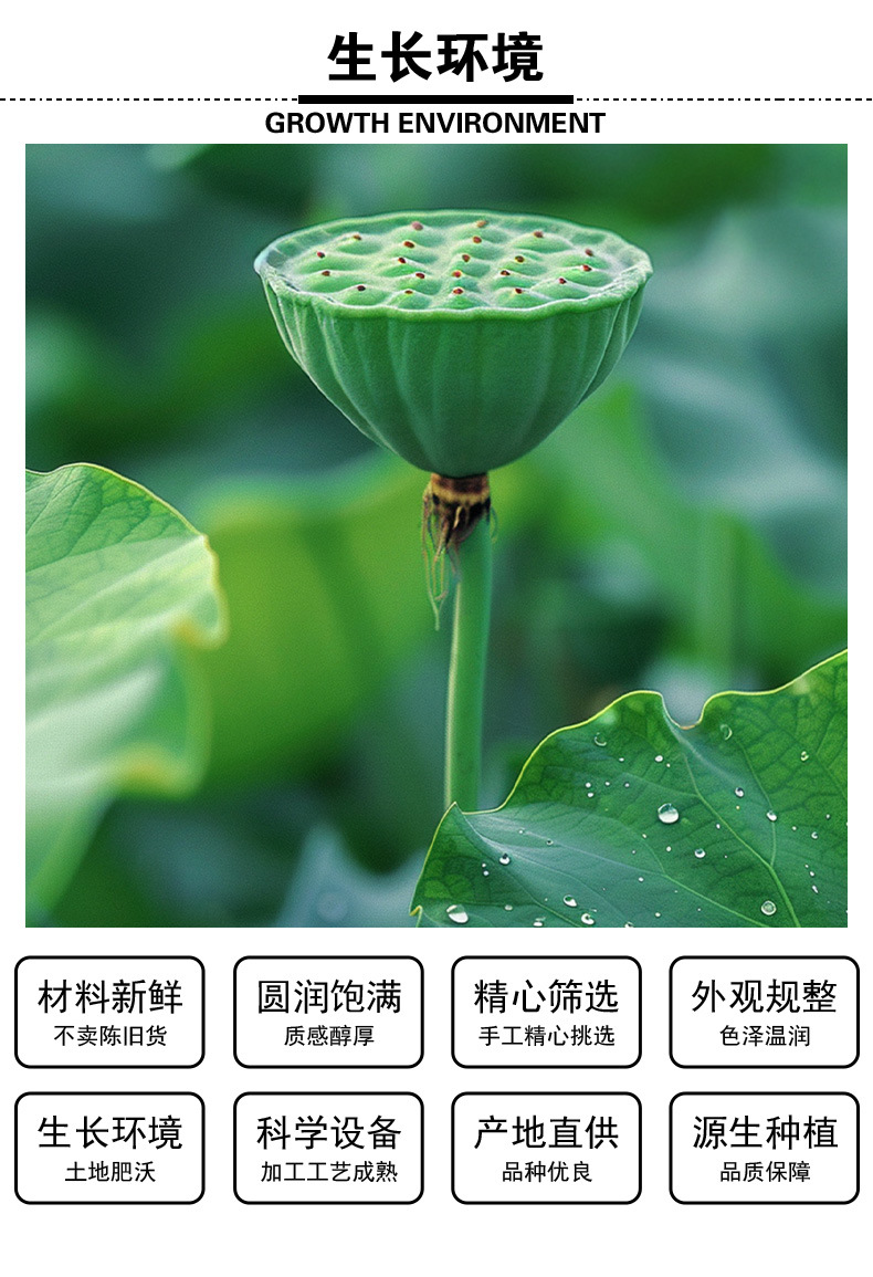 Lotus Seed (Nelumbo nucifera) — Hunan White Lotus Seeds, Core-Removed, Sulfur-Free, 500g quality and texture