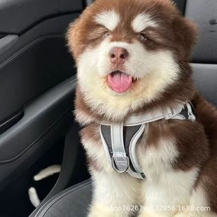 ���l���N����˹��ѩ��Ȯ�����o�lȮ������w��������Ȯ���CȮ����