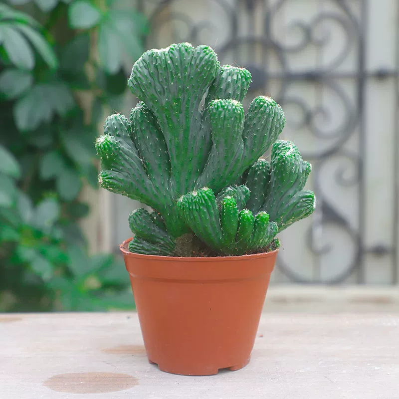 Сочные растения Нефрит Единорог в горшке кактус красочный Единорог в горшке комнатная гостиная хорошие цветы Зеленые Растения горшечные растения