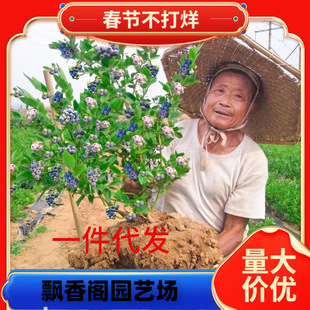 һ�����l�{ݮ����玧�����{ݮ���ϱ����Nֲ�����ش��̨���Ԙ���