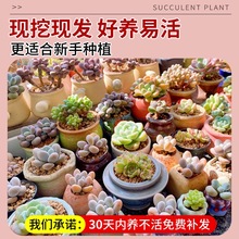 熊童子多肉植物白熊爪锦室内老桩精品小盆栽大株带盆稀有高端品种